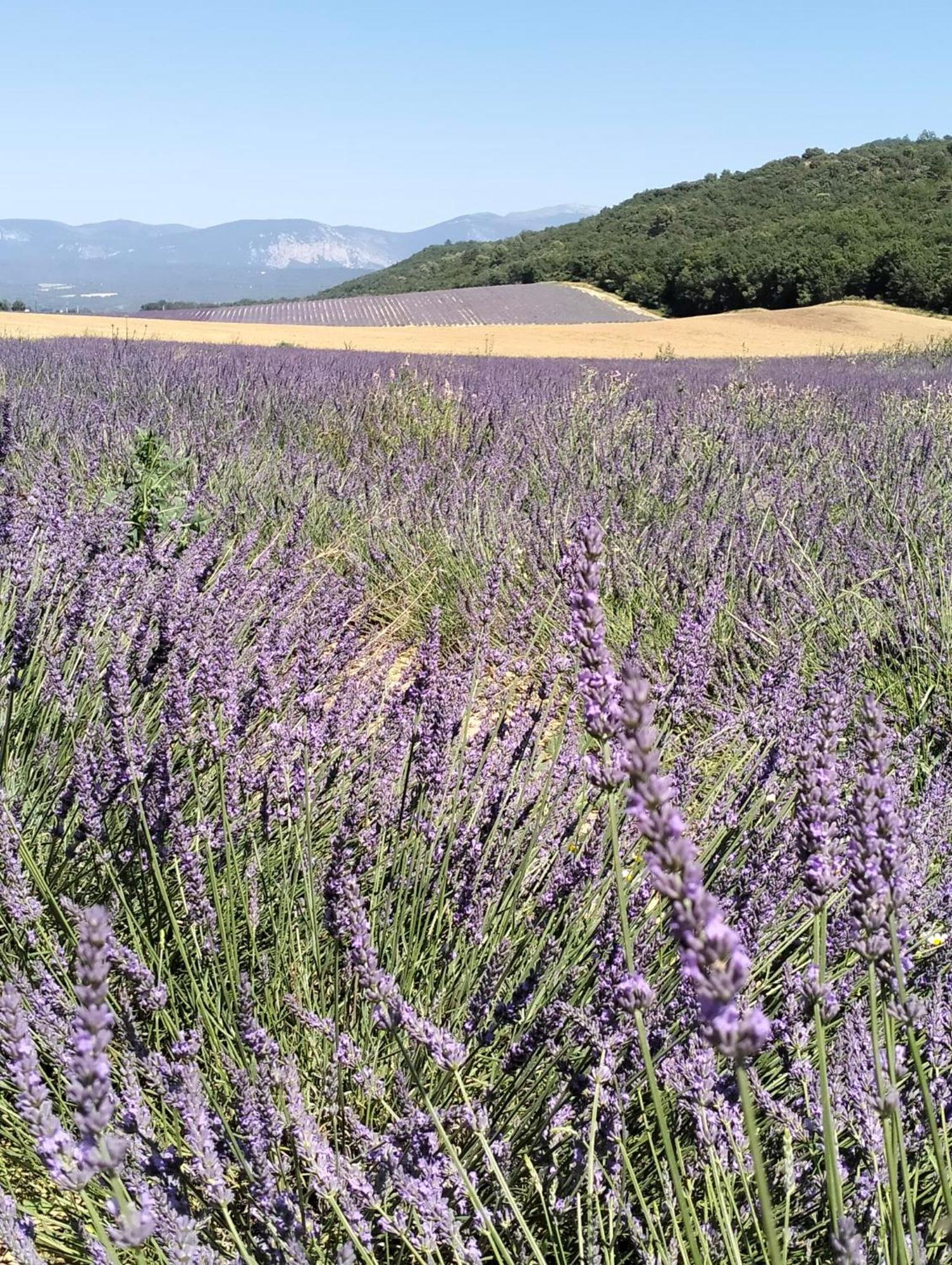 La Provence Vous Attend***!!! - 1Er Etage Digne-les-Bains Exterior foto